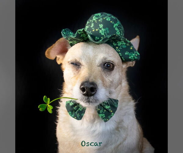 Medium Photo #3 Mutt Puppy For Sale in Hot Springs Village, AR, USA