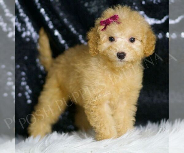 Medium Photo #1 Goldendoodle (Miniature) Puppy For Sale in WARSAW, IN, USA