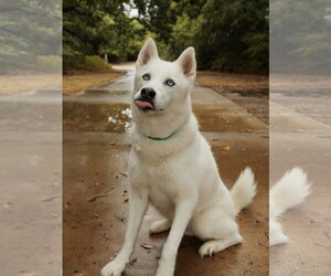 Elodie *Foster Needed* - Female Siberian Husky Dog for Adoption - Photo #2