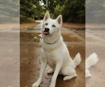 Small Photo #2 Siberian Husky Puppy For Sale in Carrollton, TX, USA