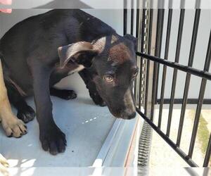 Shepradors Dogs for adoption in Houston, TX, USA