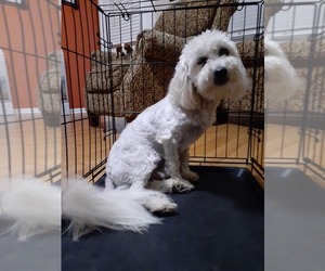 Maltipoo Puppy for sale in TIFTON, GA, USA