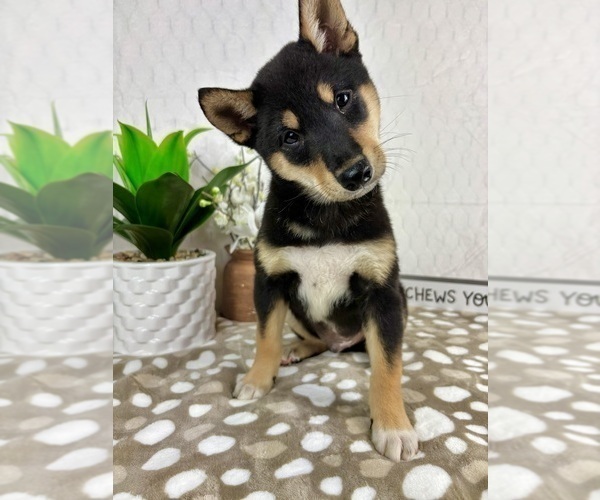 Medium Photo #5 Shiba Inu Puppy For Sale in INDIANAPOLIS, IN, USA