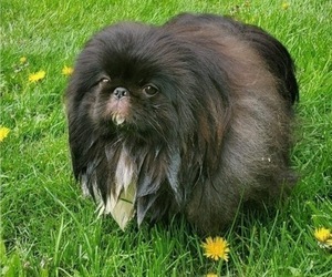 Father of the Pekingese puppies born on 06/15/2022