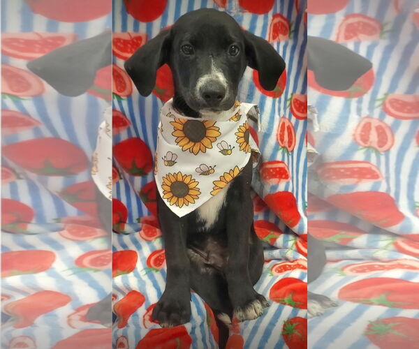 Medium Photo #3 Labrador Retriever-Unknown Mix Puppy For Sale in Tampa, FL, USA