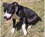 Small #3 American Pit Bull Terrier Mix