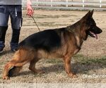 Small Photo #1 German Shepherd Dog Puppy For Sale in LITHIA SPGS, GA, USA