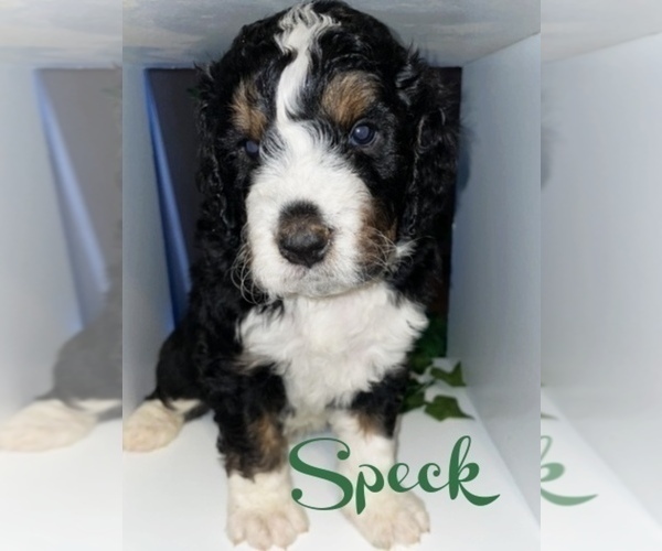 Medium Photo #3 Bernedoodle Puppy For Sale in LEES SUMMIT, MO, USA