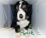 Small Photo #3 Bernedoodle Puppy For Sale in LEES SUMMIT, MO, USA