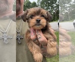 Small Yorkshire Terrier