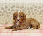 Small #1 Cavapoo