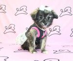 Small Photo #13 Pom-A-Poo Puppy For Sale in LAS VEGAS, NV, USA