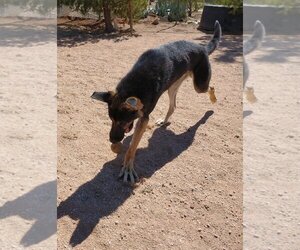 Sarge - - Male Australian Kelpie-German Shepherd Dog Mix Dog for Adoption - Photo #6
