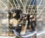 Small Photo #44 Australian Shepherd Puppy For Sale in FARMVILLE, VA, USA
