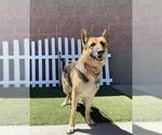 Small German Shepherd Dog
