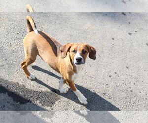 Boxer-Unknown Mix Dogs for adoption in Burnsville, MN, USA