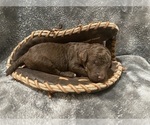 Puppy 1 Poodle (Standard)