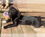 Small #1 Mutt
