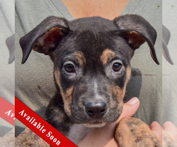 Medium Photo #1 Labsky Puppy For Sale in Huntley, IL, USA