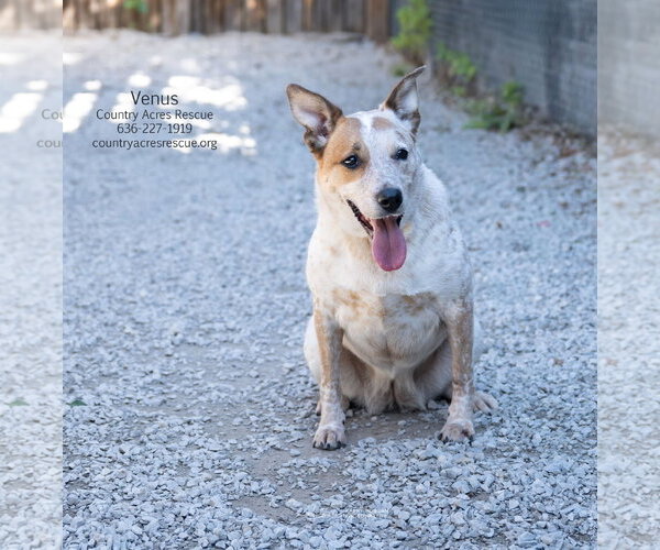 Medium Photo #2 Mutt Puppy For Sale in Manchester, MO, USA