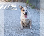 Small Photo #2 Mutt Puppy For Sale in Manchester, MO, USA