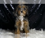 Small #6 Cavapoo