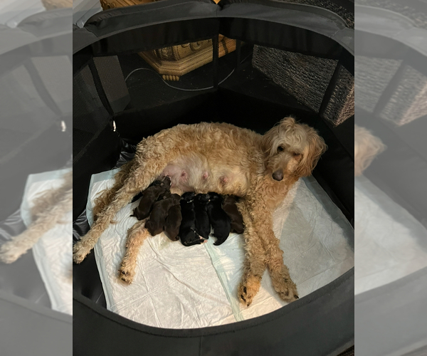 Medium Photo #3 Goldendoodle-Siberian Husky Mix Puppy For Sale in MERRILLVILLE, IN, USA