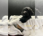 Small Photo #1 Labradoodle Puppy For Sale in SAN ANTONIO, TX, USA