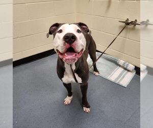 American Pit Bull Terrier Dogs for adoption in Denver, CO, USA