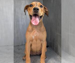 American Staffordshire Terrier-Unknown Mix Dogs for adoption in San Antonio, TX, USA