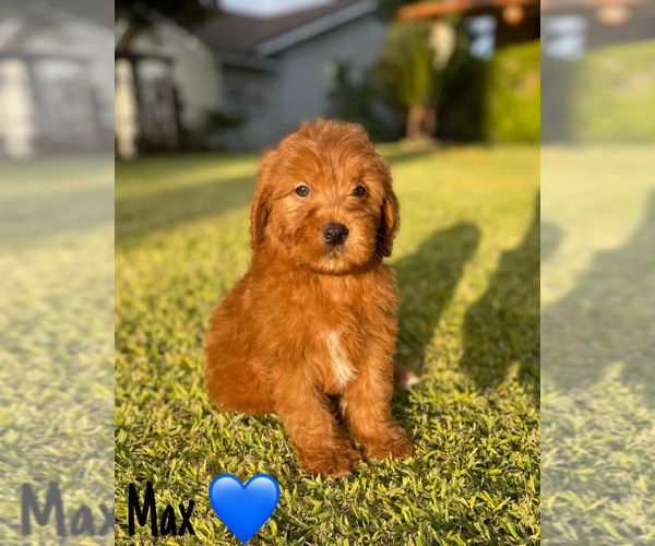 Medium Photo #2 Goldendoodle (Miniature) Puppy For Sale in BAKERSFIELD, CA, USA