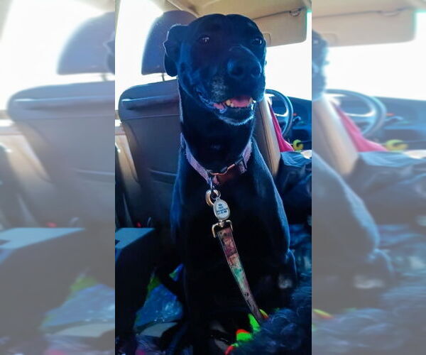 Medium Photo #4 Labrador Retriever-Unknown Mix Puppy For Sale in Minneapolis, MN, USA