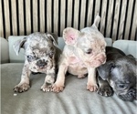 Small French Bulldog
