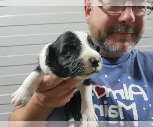 Medium Photo #7 Border Collie Puppy For Sale in NEW YORK MILLS, MN, USA