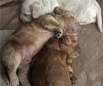 Puppy 2 Cock-A-Poo