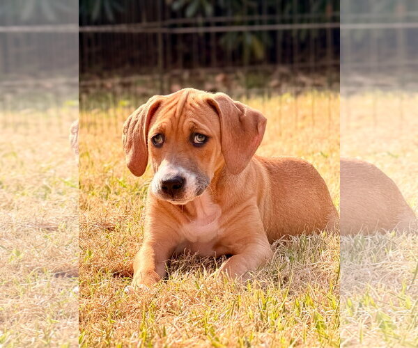 Medium Photo #1 Mutt Puppy For Sale in Holly Springs, NC, USA