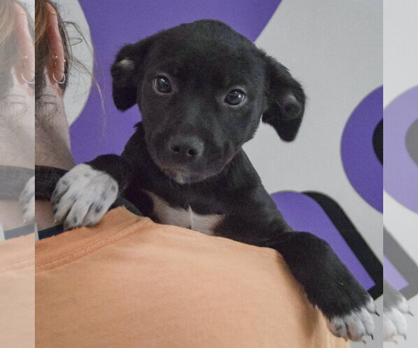 Medium Photo #5 Border Collie-Unknown Mix Puppy For Sale in Huntley, IL, USA