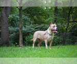 Small Photo #1 American Bully Puppy For Sale in EGG HARBOR CITY, NJ, USA