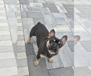 French Bulldog Puppy for sale in NORTH PORT, FL, USA