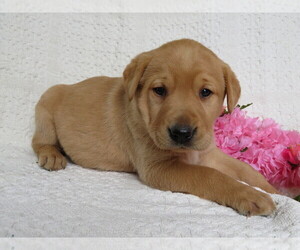 Labrador Retriever Puppy for sale in SHILOH, OH, USA