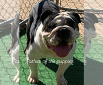 Small Photo #1 English Bulldog Puppy For Sale in VICTORVILLE, CA, USA