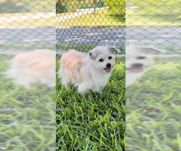 Medium Photo #3 Shih Tzu Puppy For Sale in Weston, FL, USA