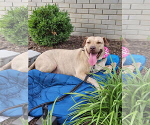 Labrador Retriever-Unknown Mix Dogs for adoption in Atlanta, GA, USA