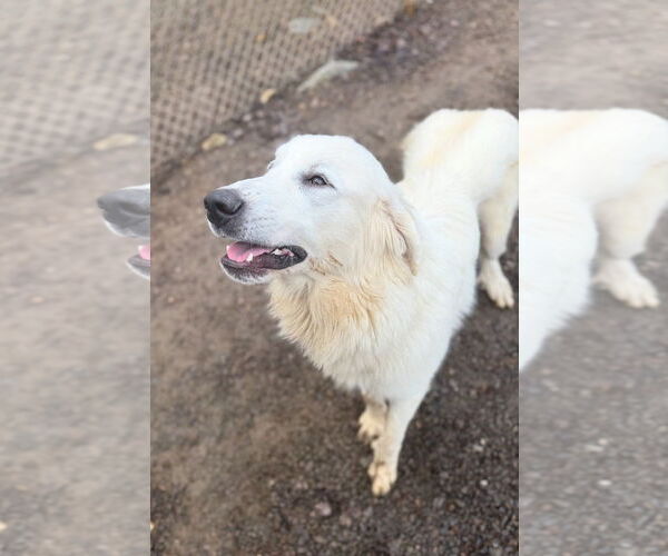 Medium Photo #5 Golden Pyrenees Puppy For Sale in Newfoundland, PA, USA