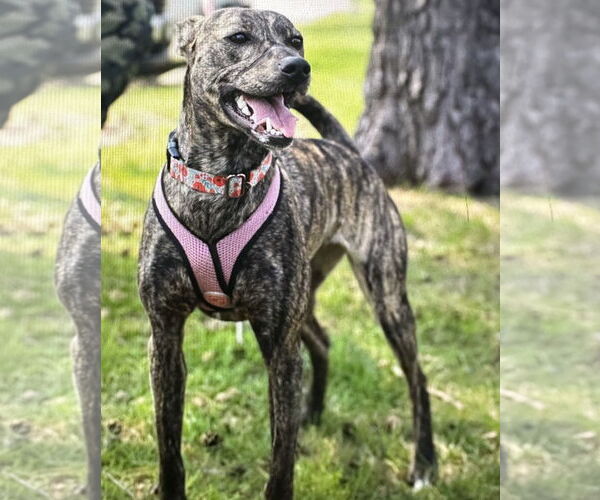 Medium Photo #2 Mountain Cur-Whippet Mix Puppy For Sale in Brooklyn Center, MN, USA