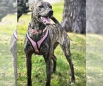 Small #1 Mountain Cur-Whippet Mix