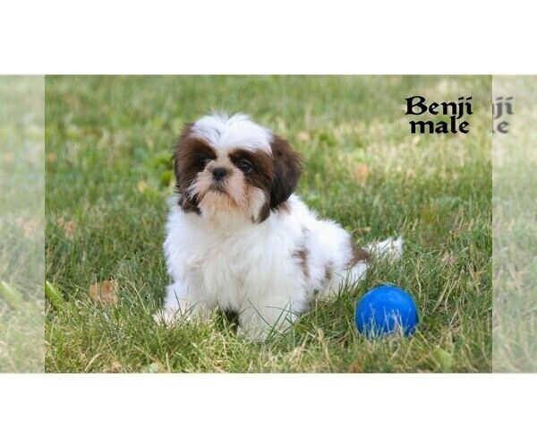 Medium Photo #9 Shih Tzu Puppy For Sale in CLARE, MI, USA