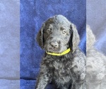 Puppy Puppy 5 Labradoodle