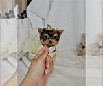 Small Yorkshire Terrier