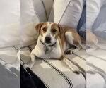 Small #8 American Foxhound Mix